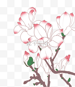 玉兰花手绘图片_粉色手绘花叶子花朵插画树枝花朵