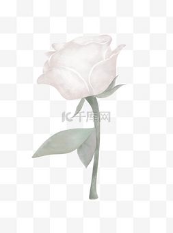 玫瑰花图片_典雅手绘白色玫瑰花