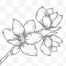 线描手绘盛开的玉兰花插画