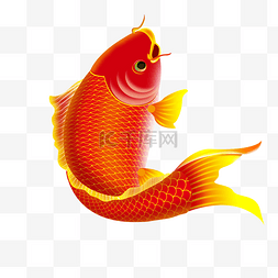 红色的金鱼卡通图片_中国风年画鲤鱼