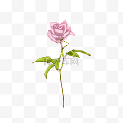 手绘带叶子的花图片_粉色带刺的玫瑰花插画