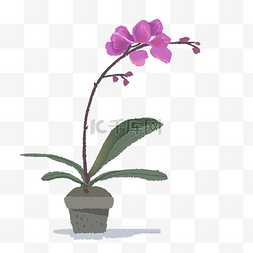小盆子里的紫红色兰花