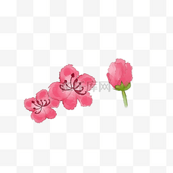 春天绿植图片_水彩粉红色花朵花骨朵春季樱花桃