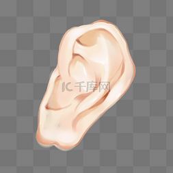  人体耳朵 