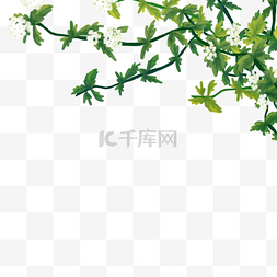 绿色唯美植物图片_春天前景白色花绿色叶子手绘插画