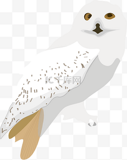 白色猫头鹰