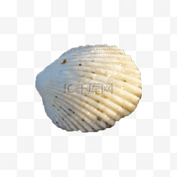 一个白色贝壳png