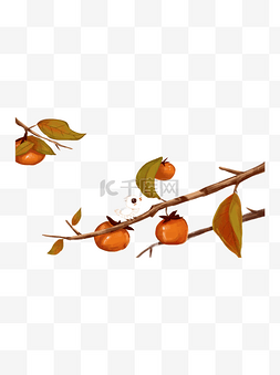 彩绘柿子树上休息的小鸟插画设计