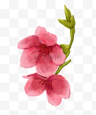 手绘两朵樱花树枝插画