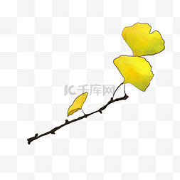 一片黄色树叶图片_黄色枫叶叶子