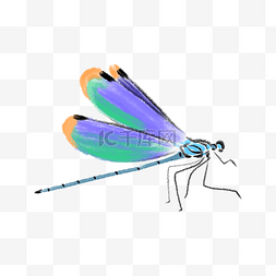 手绘彩色的蜻蜓插画