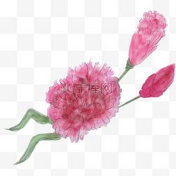 手绘康乃馨花朵图片_卡通粉红色感恩节花朵免抠png