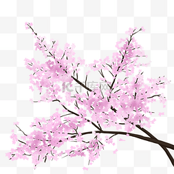 樱花观赏图片_植物类樱花装饰手绘