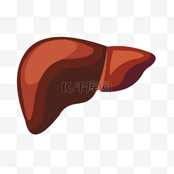 卡通人体器官图片_手绘人体器官肝脏矢量免抠素材