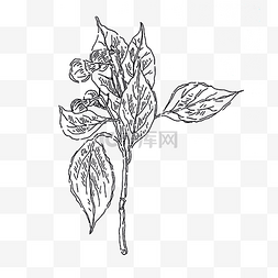 黑白植物手绘素材图片_黑白手绘线条香樟叶子