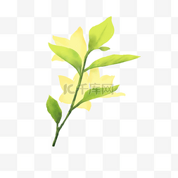 黄色的嫩芽图片_小清新水彩春天植物嫩芽花朵
