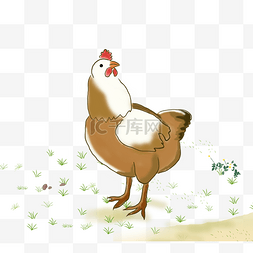 动物爪子手绘图片_草地上玩耍的母鸡