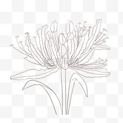 线描植物装饰图片_忽地笑线描手绘插画