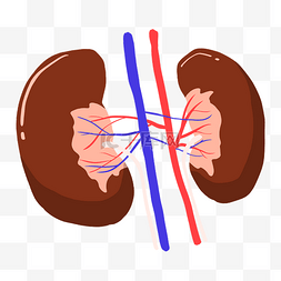 手绘肾脏器官插画