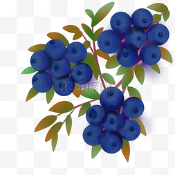 水果蓝莓浆果丛