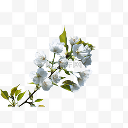 阳光花卉图片_春暖花开阳光白色花朵