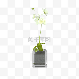 植物花卉c4d图片_3D写实盆景花卉