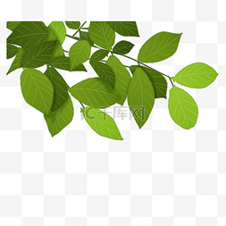 清新绿色植物绿植图片_春天里的绿色植物