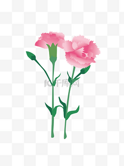 粉红康乃馨花卉花束元素