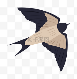 黑棕色的飞燕