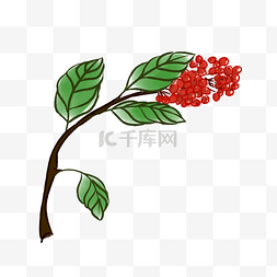 手绘淡雅植物图片_红豆手绘淡彩花朵