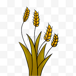 绿色稻谷图片_农作物粮食小麦 