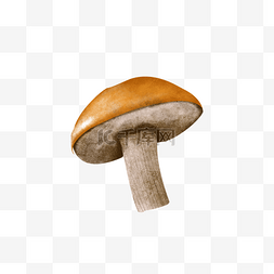 蘑菇黄色图片_黄色小蘑菇野生蘑菇菌类食材食物