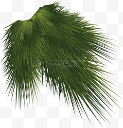 一根鲜绿色的松树枝
