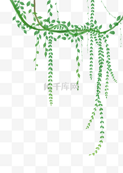 绿色植物藤条插画