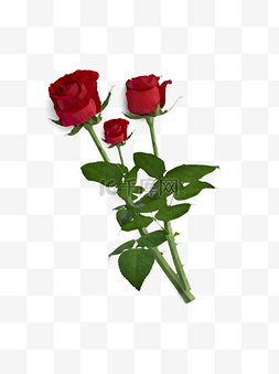 带刺的图片_带刺的玫瑰花AI矢量素材