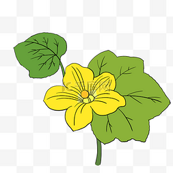 植物手绘植物图片_黄色蔬菜花朵丝瓜花