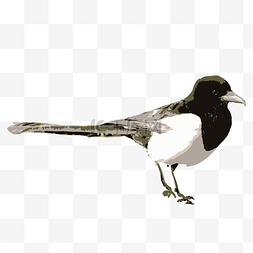  黑白色小鸟 