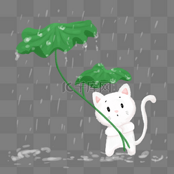 猫咪叶子图片_下雨荷叶白色猫咪