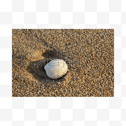 沙滩白色贝壳