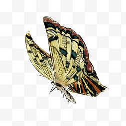 蝴蝶粉黄昆虫翅膀PNG