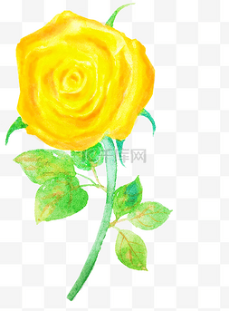 黄玫瑰水彩图片_水彩黄玫瑰