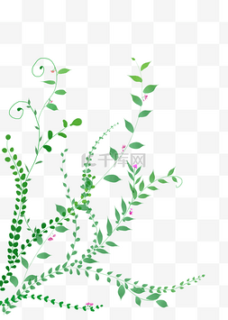 漂亮的藤蔓图片_漂亮的植物藤蔓插画