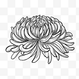 手绘线描菊花