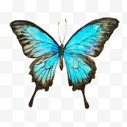 蓝色美丽图片_手绘蓝色的蝴蝶插画