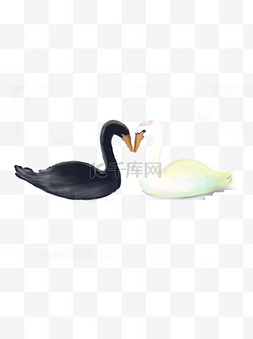 黑天鹅psd图片_头对头的黑天鹅和白天鹅卡通元素