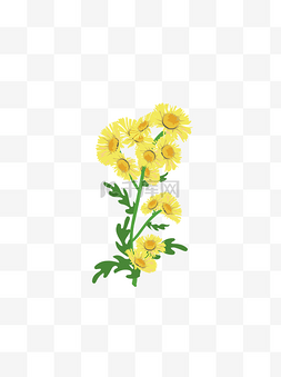 卡通写实观赏植物黄色小菊花