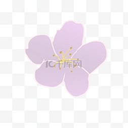 紫色小花绽放