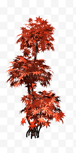 实物树木大红枫树