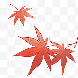 立秋手绘红色枫叶落叶