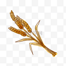 小麦大米图片_卡通水彩小麦PNG免抠素材